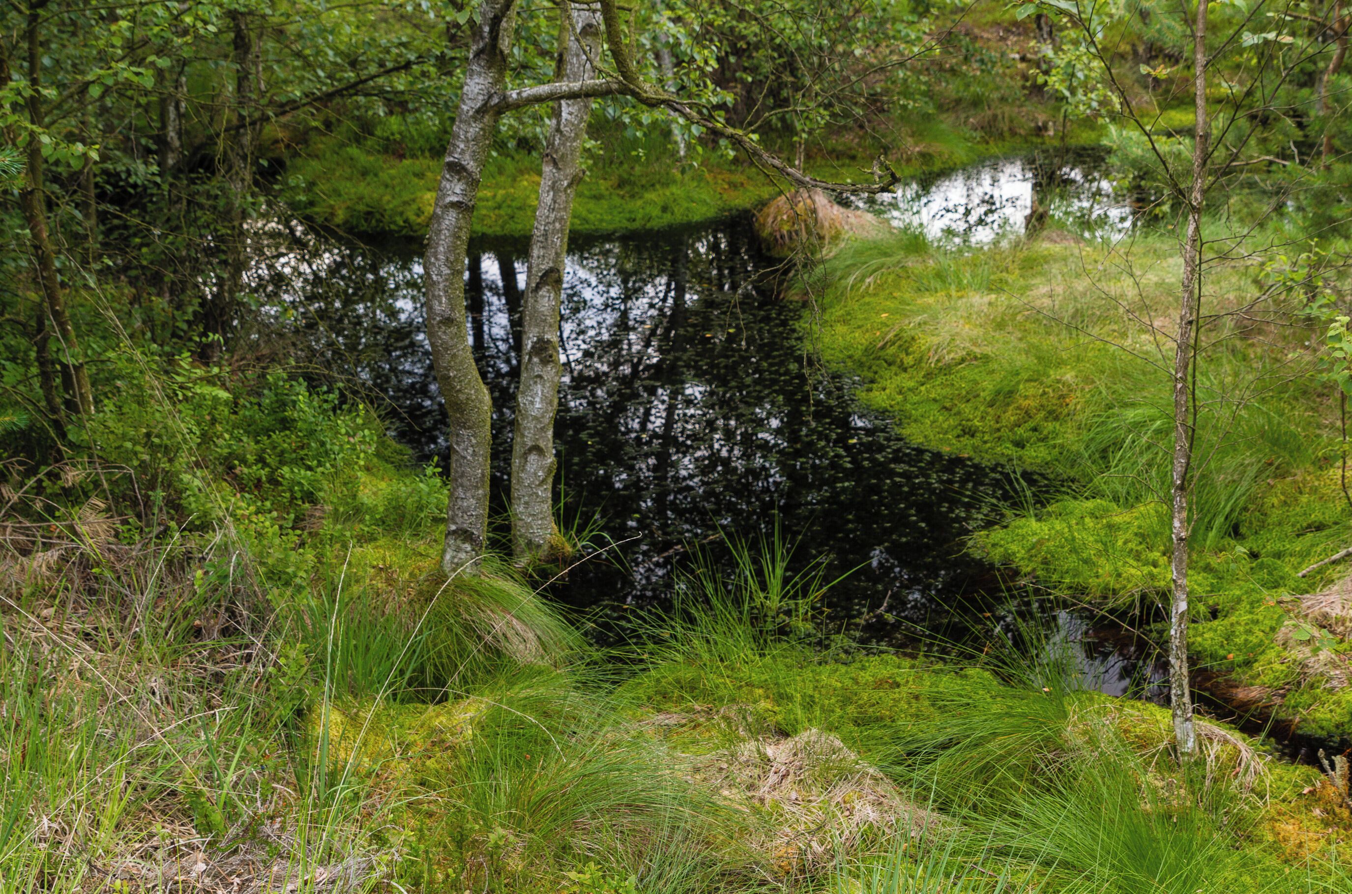 Title: The 'Pietzmoor' (Pietz Bog) in the Lüneburg Heath Type: Nature reserve, Natura 2000, National park Nature reserve number: LÜ 002 Natura 2000 number: 2725-301 Designation: Pietzmoor (Lüneburg Heath) Location: The raised bog lies southeast of the town Schneverdingen on the south edge of the Lüneburg Heath Nature Reserve. Place: Schneverdingen, District Heidekreis, Lower Saxony, Federal Republic of Germany Description: The Pietzmoor, named after the court Pietz situated to the east of the mire, is the biggest coherent mire in the Lüneburg Heath. Raised bogs are depending on a surplus of rainwater and therefore also called rain bogs. The habitat type is represented by natural or near-natural raised bog complexes on at least one meter thick peat substrate.