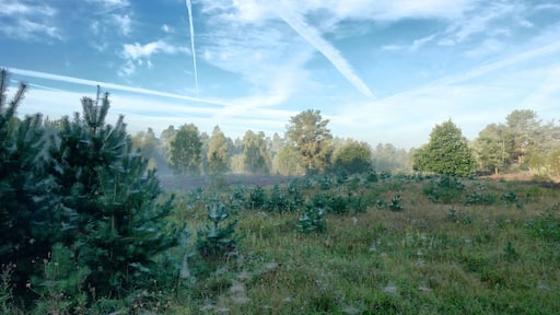 Bodennebel und Morgentau in der Lüneburger Heide südlich Benninghöfen (am Südostrand des Naturschutzgebietes „Lüneburger Heide“).