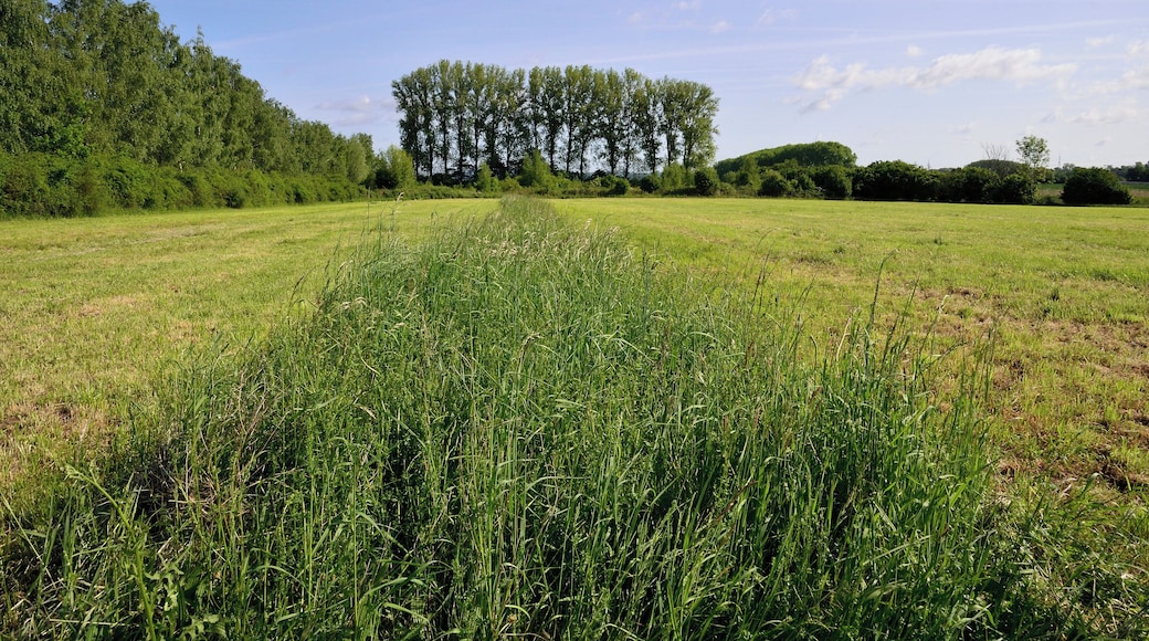 Wiese im Naturschutzgebiet Hochholz-Kapellenbruch, die partiell nicht gemäht bleibt