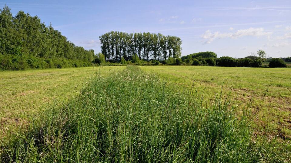 A grassy field with tall grass in the foreground and a line of trees in the background.