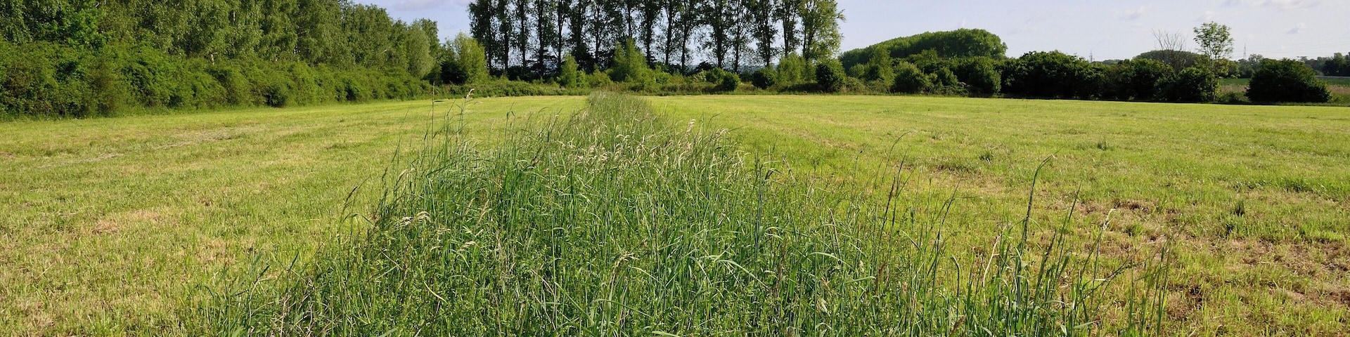 Wiese im Naturschutzgebiet Hochholz-Kapellenbruch, die partiell nicht gemäht bleibt
