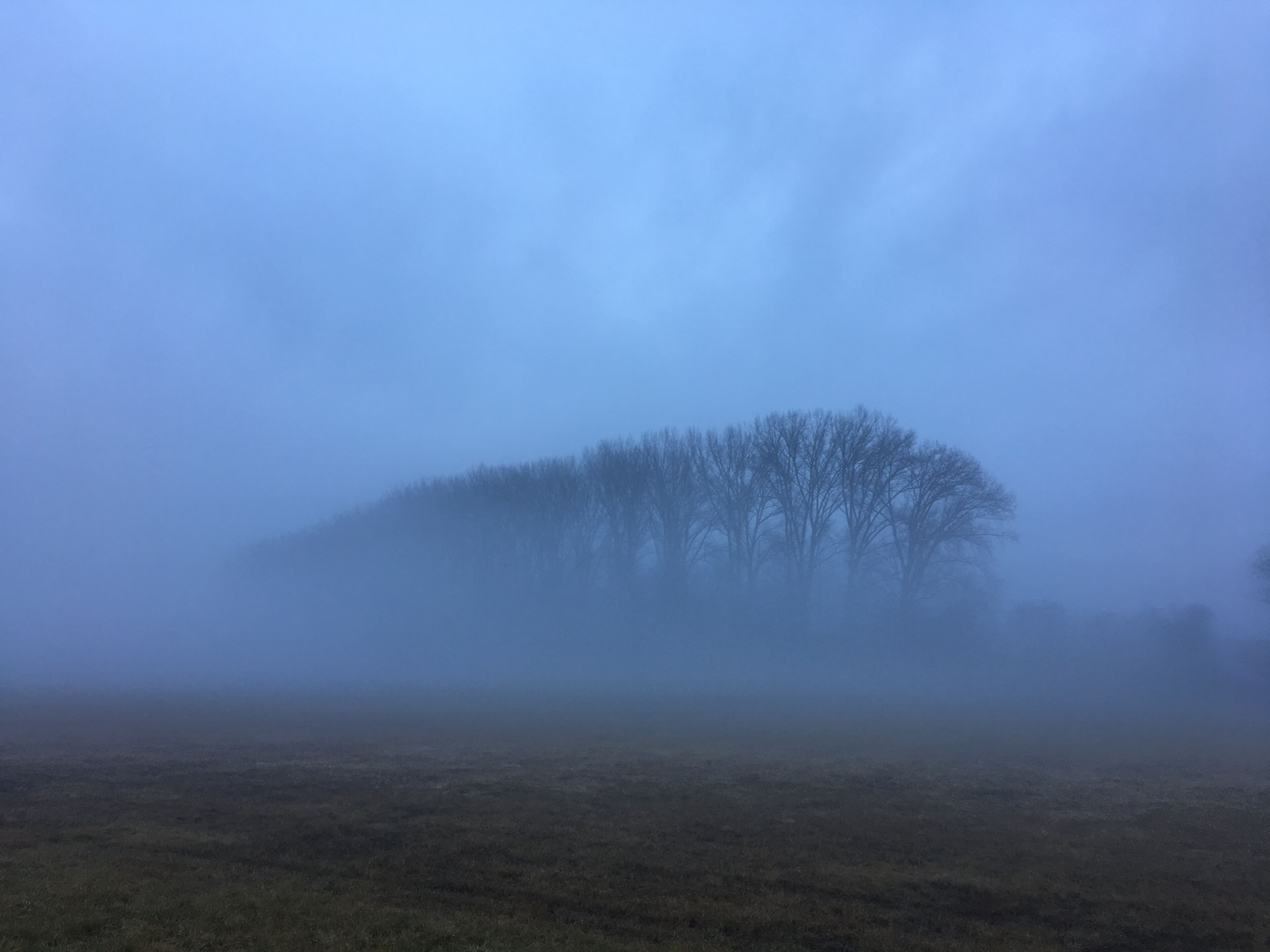 Dieses Wäldchen ist wenige hundert Meter von einer Autobahn und einer Bundesstraße entfernt, und bietet dennoch Rehen und anderem Wild Schutz.
