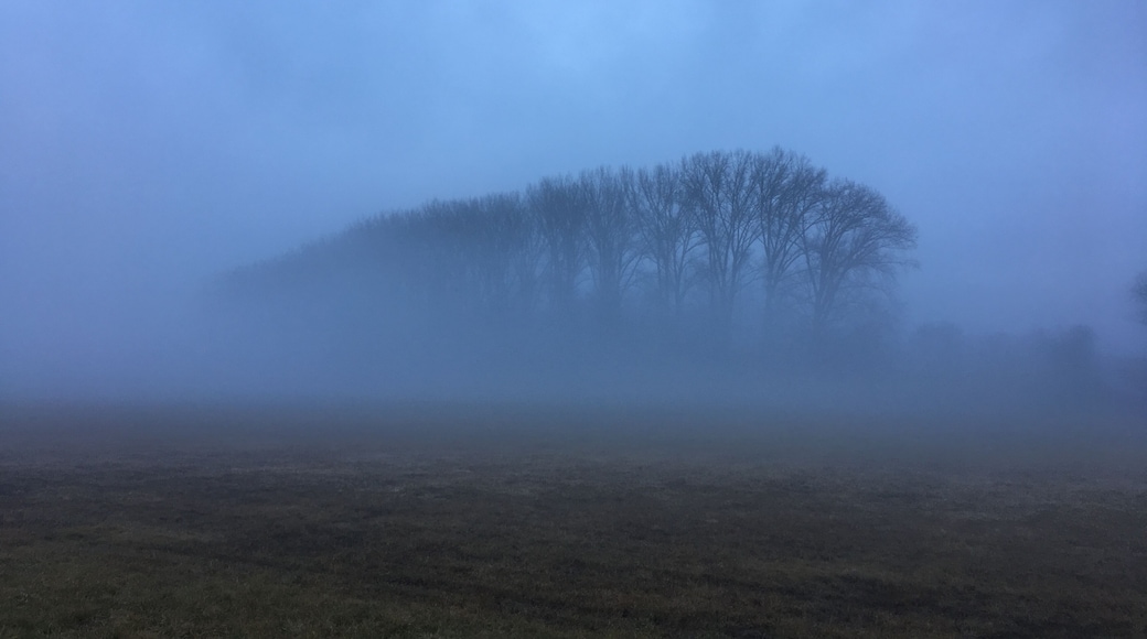 Dieses Wäldchen ist wenige hundert Meter von einer Autobahn und einer Bundesstraße entfernt, und bietet dennoch Rehen und anderem Wild Schutz.