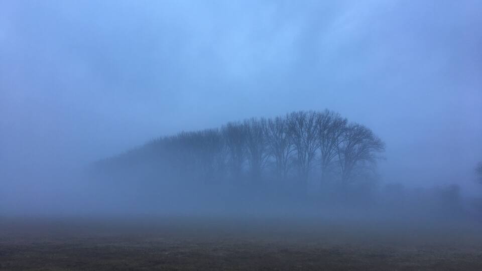 A foggy landscape with a cluster of trees in the distance.