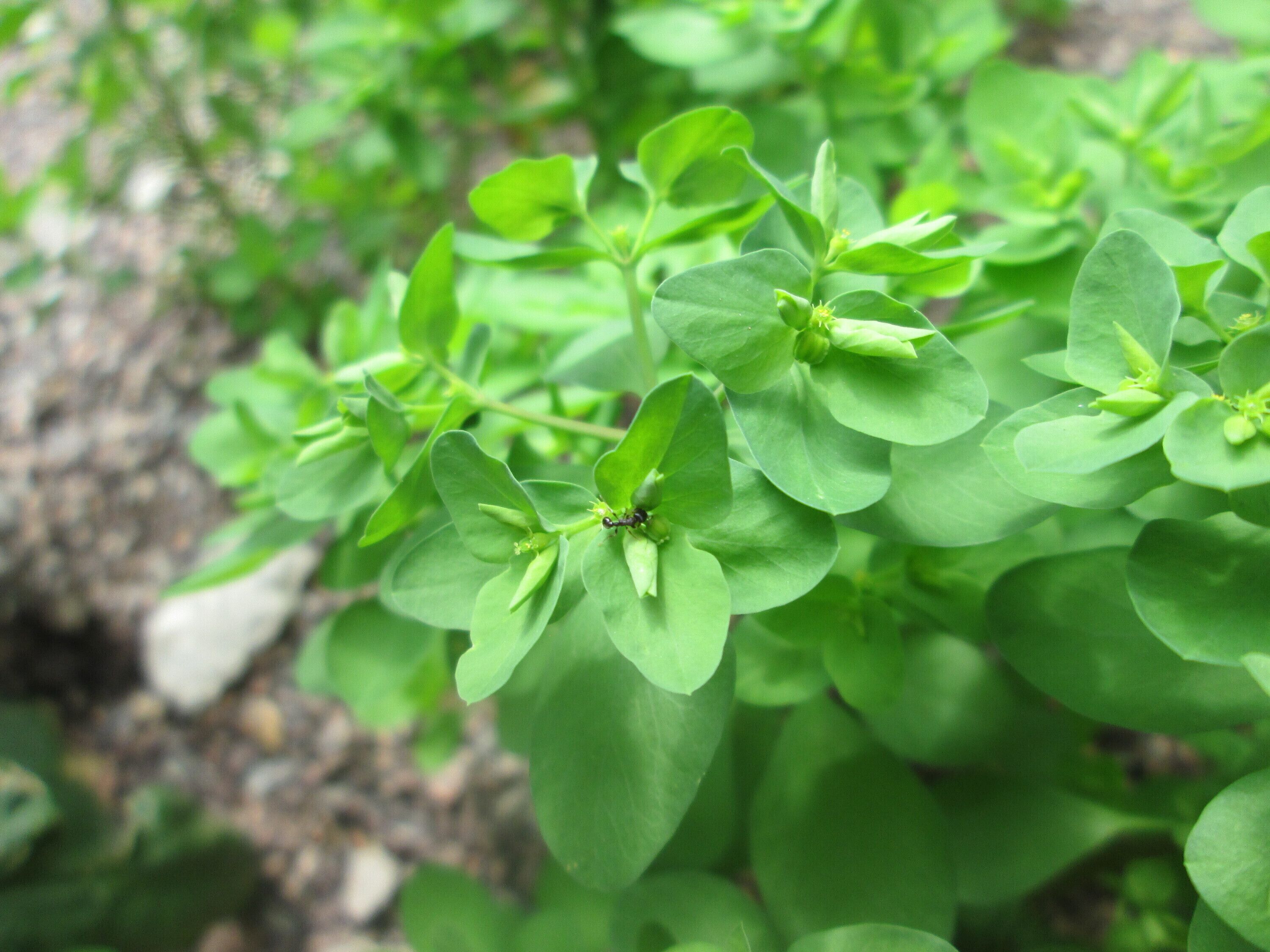 Garten-Wolfsmilch (Euphorbia peplus) in Schwetzingen