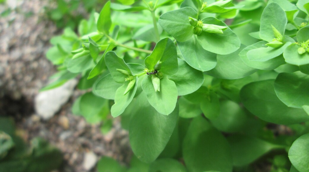 Garten-Wolfsmilch (Euphorbia peplus) in Schwetzingen