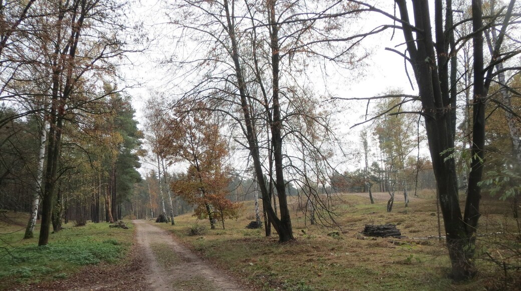 Naturschutzgebiet Hirschacker und Dossenwald