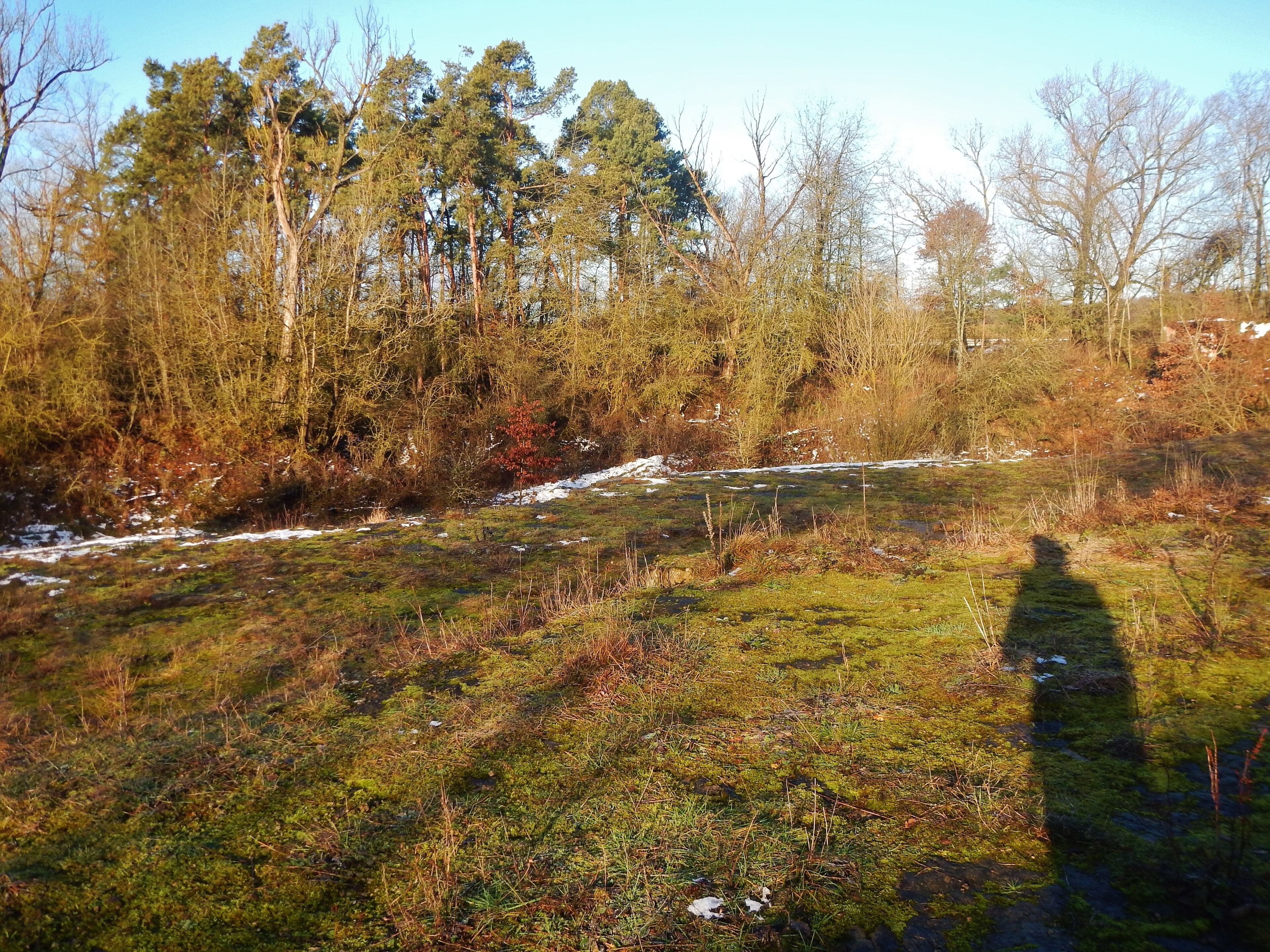 Inselparadies im Meer der Agrarlandschaft (Steinbruch Burg): Diese Vielfalt und ein besonderes Kleinklima machen den Steinbruch zu einer Oase in der Landschaft mit einem reichen Spektrum an Tier- und Planzenarten, wobei nicht wenige davon in den Roten Listen für gefährdete Arten zu finden sind.