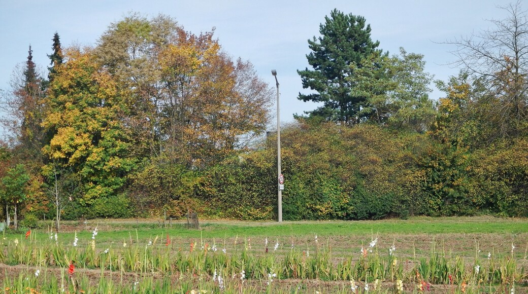 Blumen zum Selberpflücken an der Krautgartensiedlung in Maichingen