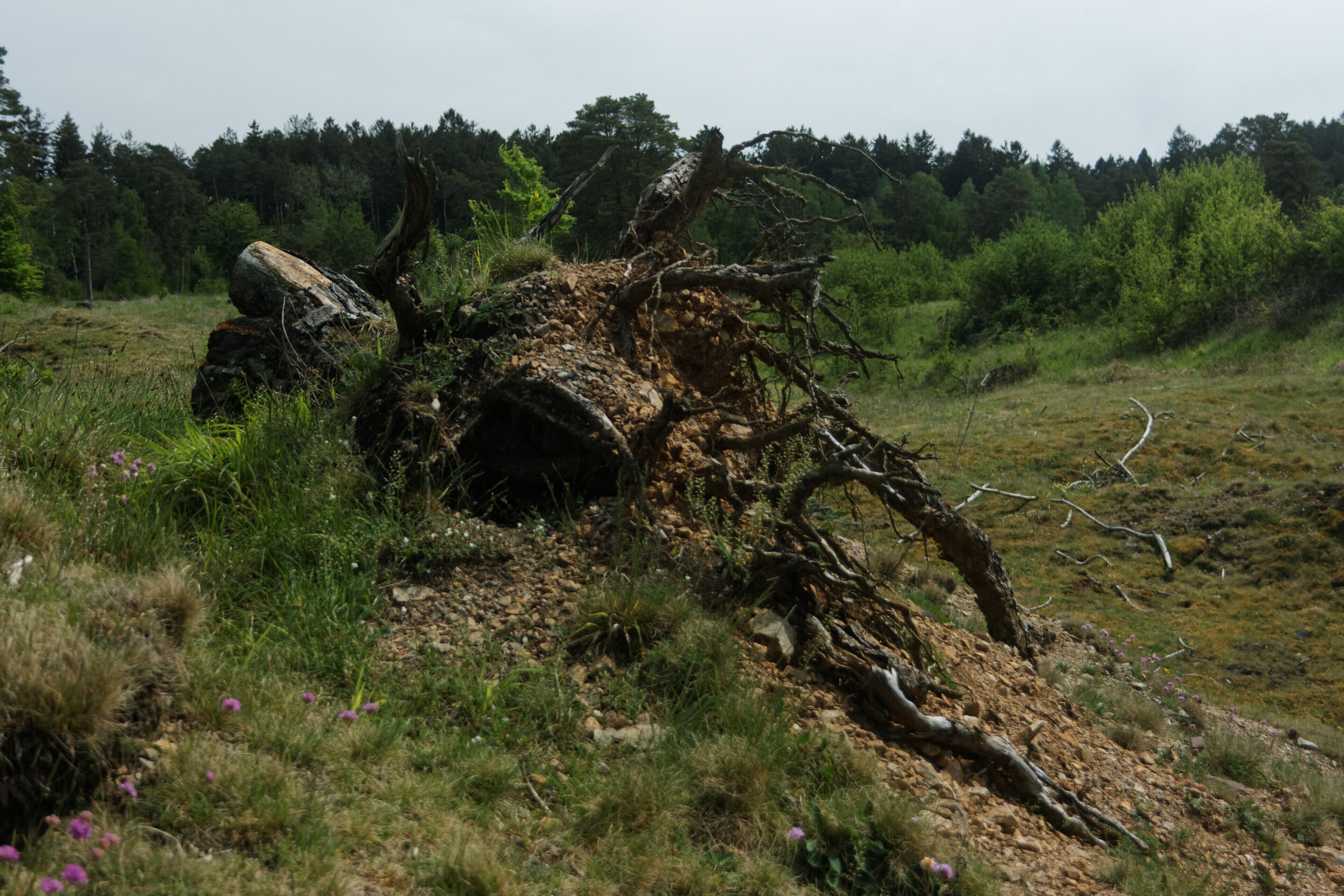 Totholz im NSG Schlangenberg