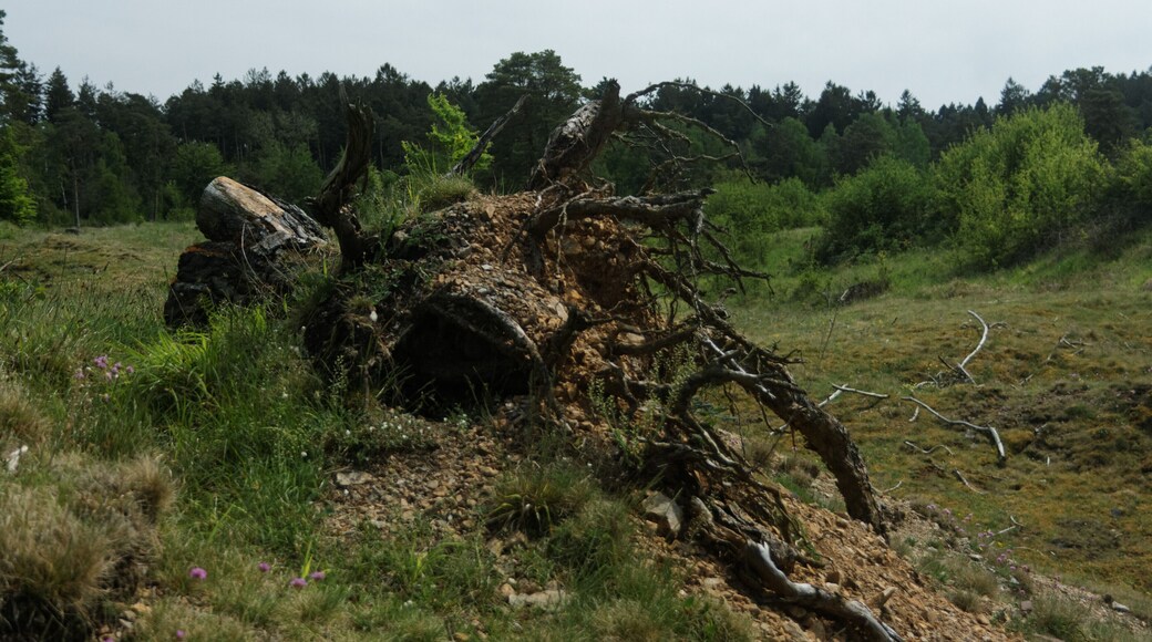 Totholz im NSG Schlangenberg