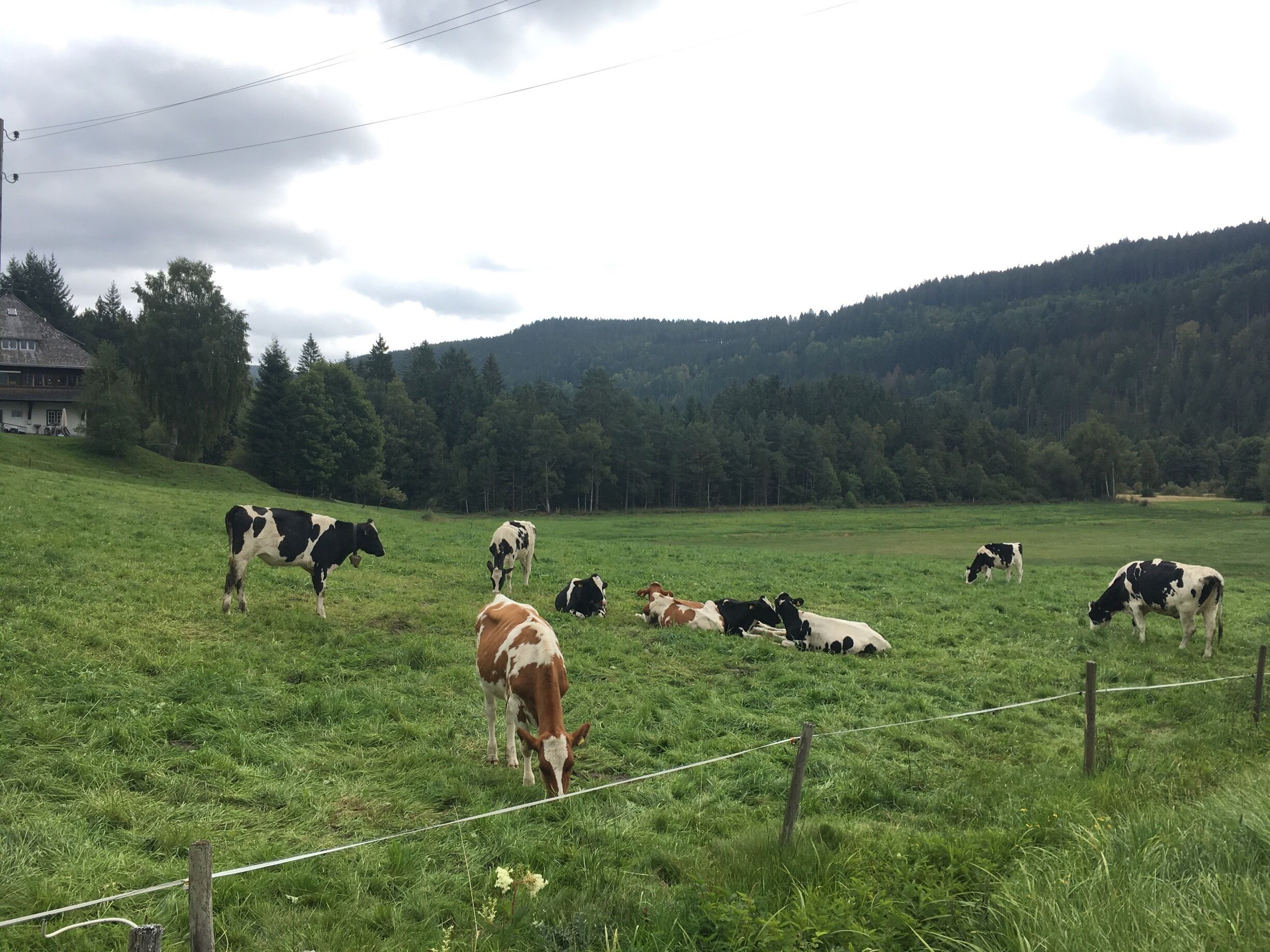 Nice walk around the Titisee, hanging out with these guys :) 