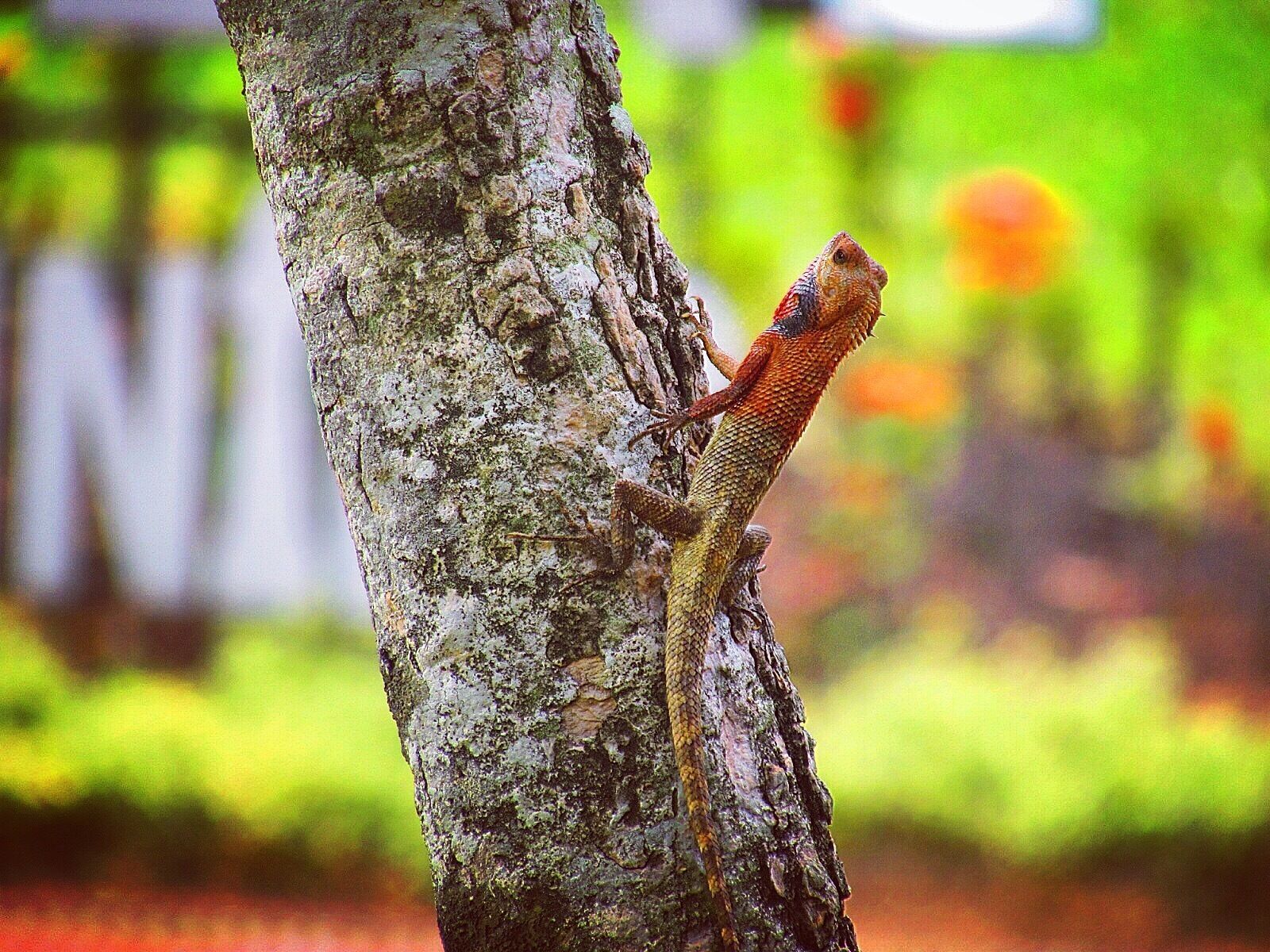 I noticed this fella in fort canning park #singapore #travelling 