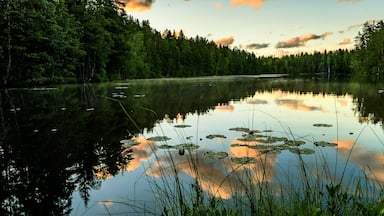 A calm lake surrounded by dense forest with lily pads on the water.