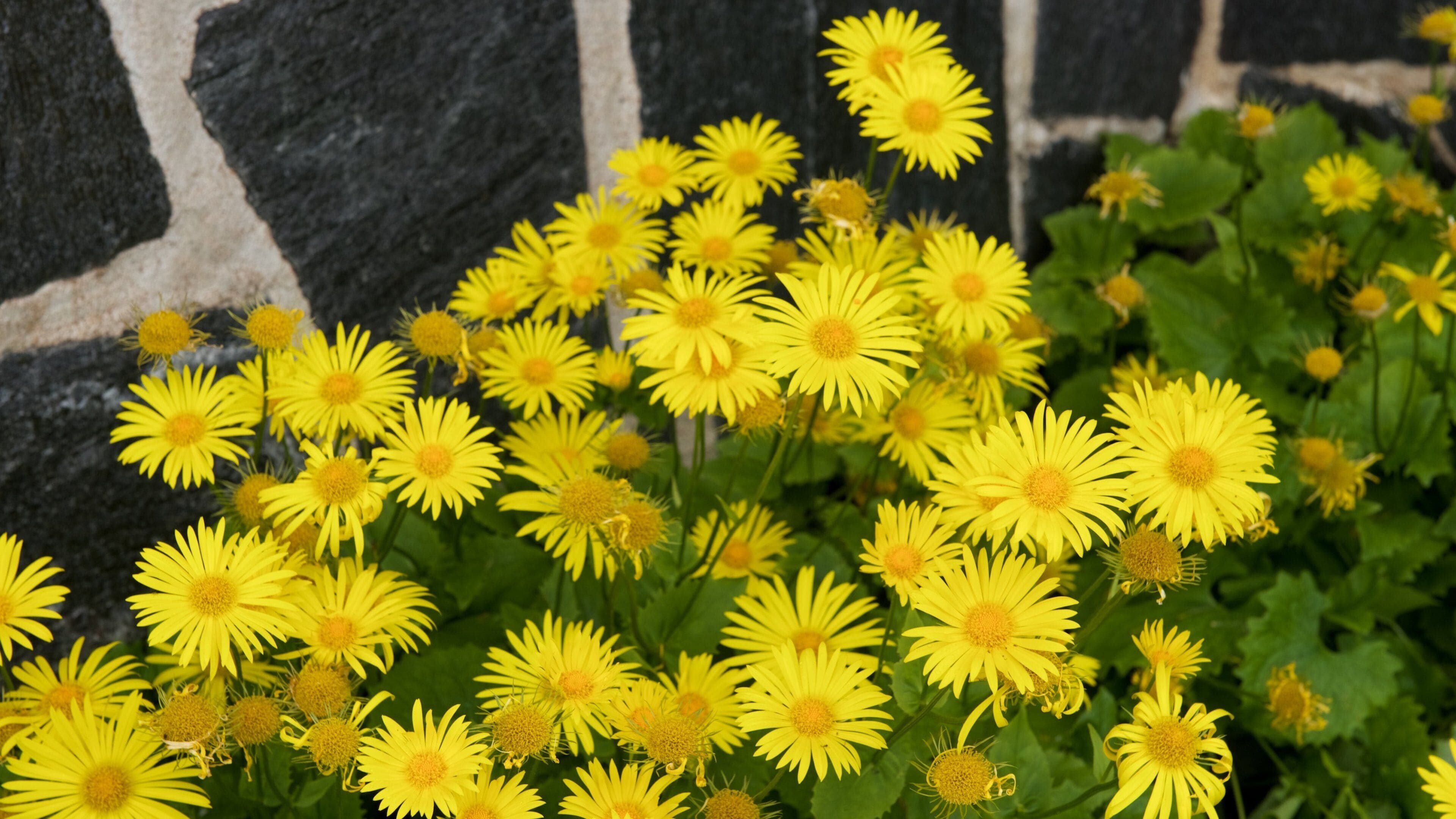 Kemijarvi featuring flowers