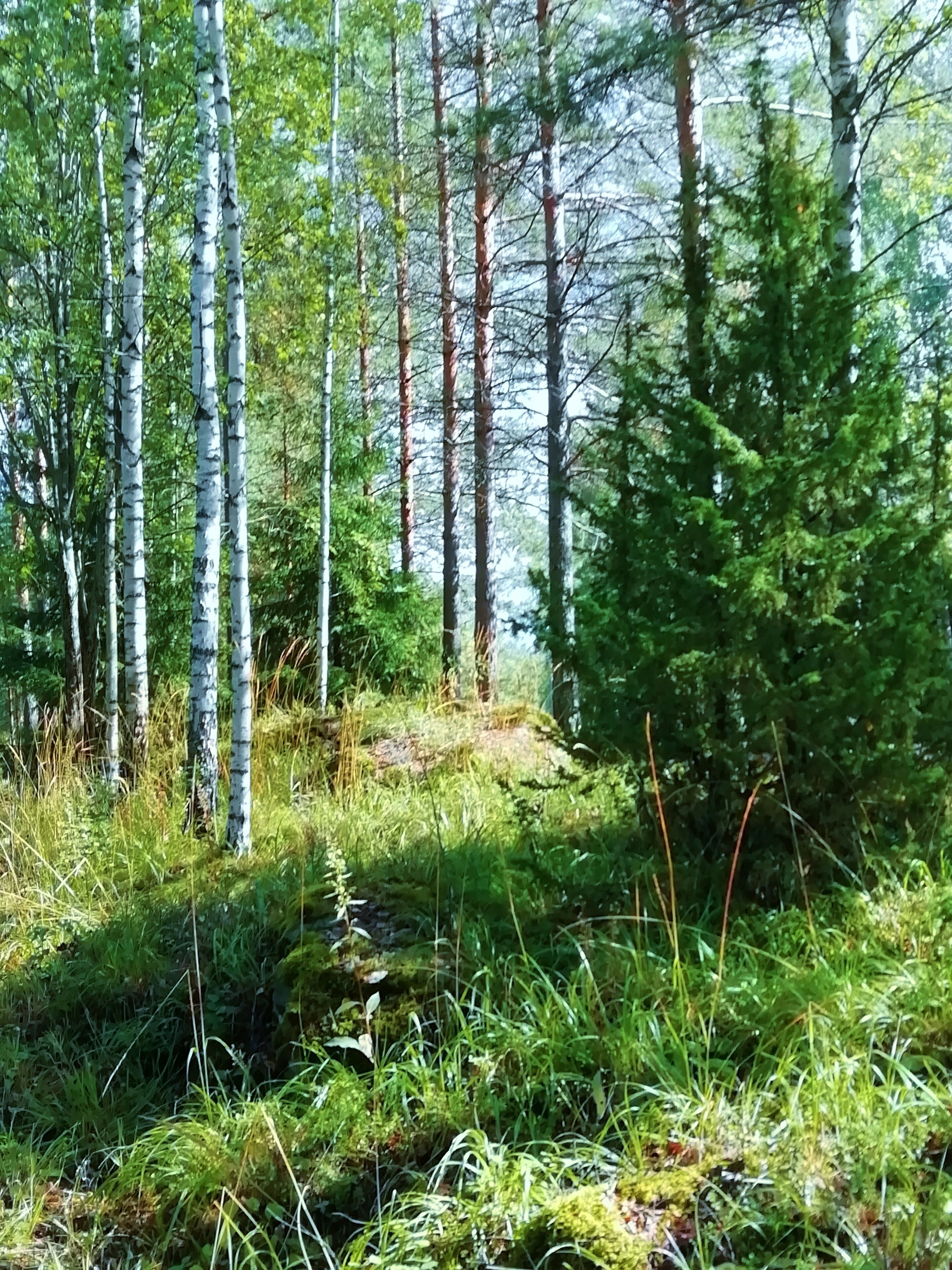 Just read that half of Finnish population lives as near as 200 metres from forest, and we love it.