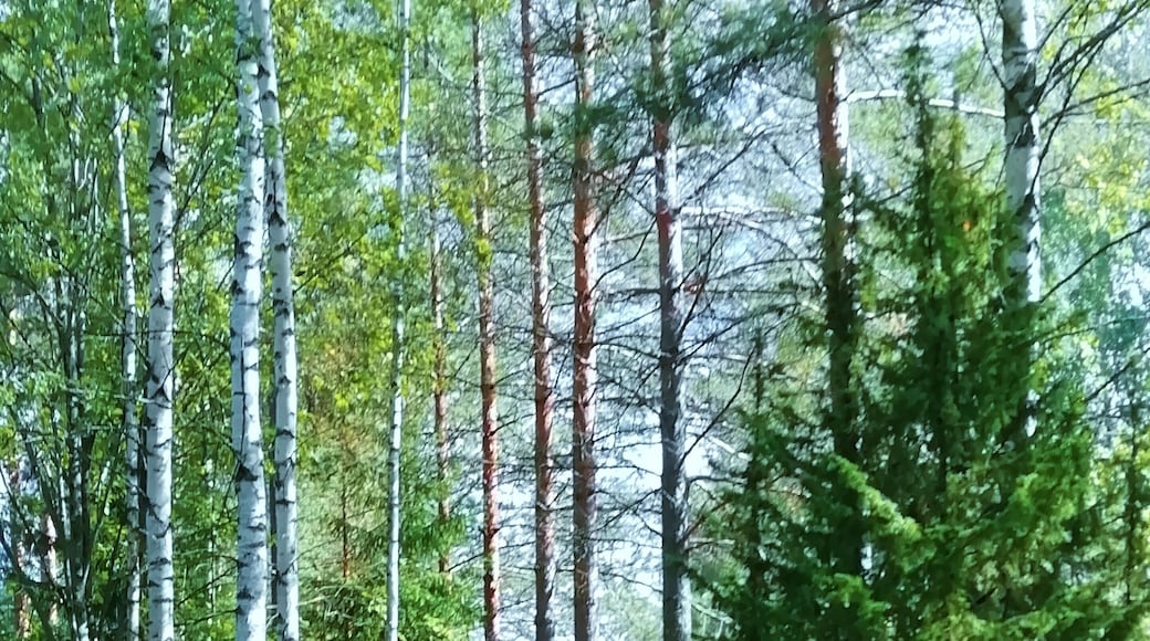 Just read that half of Finnish population lives as near as 200 metres from forest, and we love it.