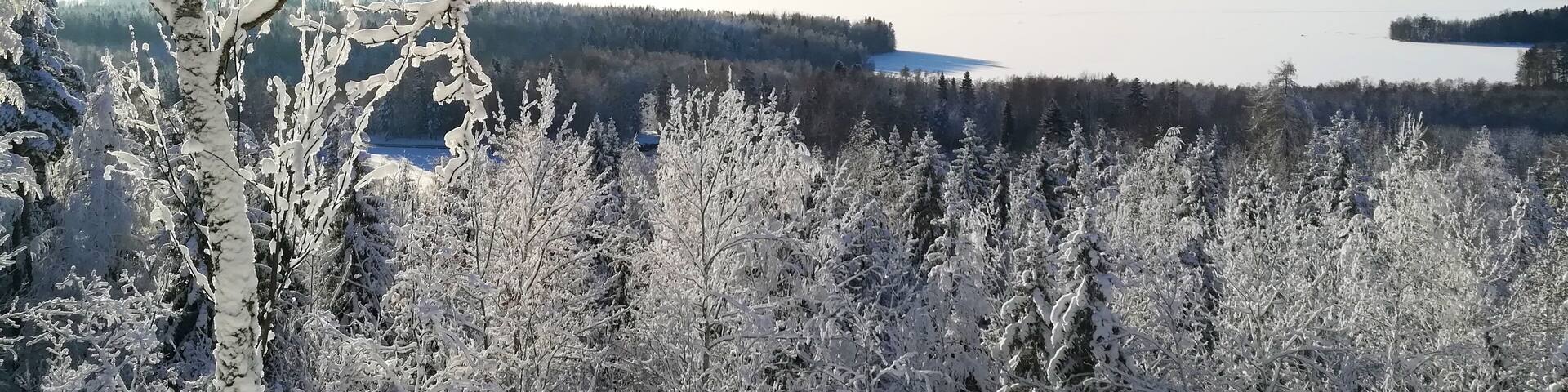 We have had so heavily snow in resent days that even departments of emergency services in Finland are warning folks wandering in woods. Branches under heavy frozen snow (the snow is called tykkylumi, crown snow-load) can break down and fall suddenly and silently. The snow and branch together can weight over hundred kilograms. It may be even lethal. It has it own name silent death.