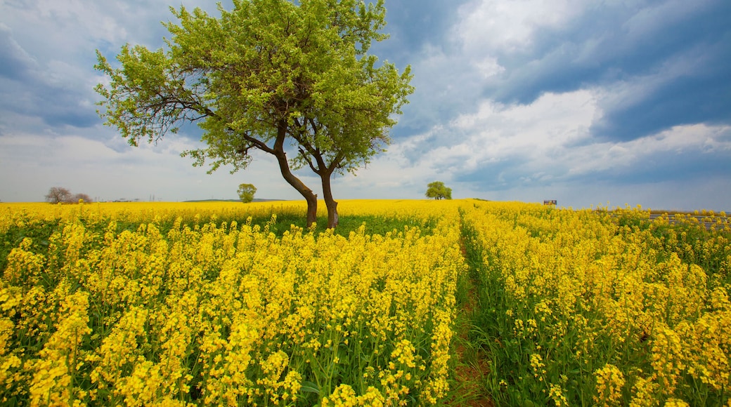 Green yellow and fields in Tekirdag -TURKEY