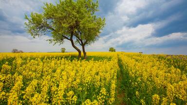 Green yellow and fields in Tekirdag -TURKEY