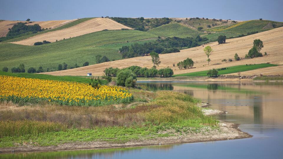 Sunflower fields near Tekirdag river