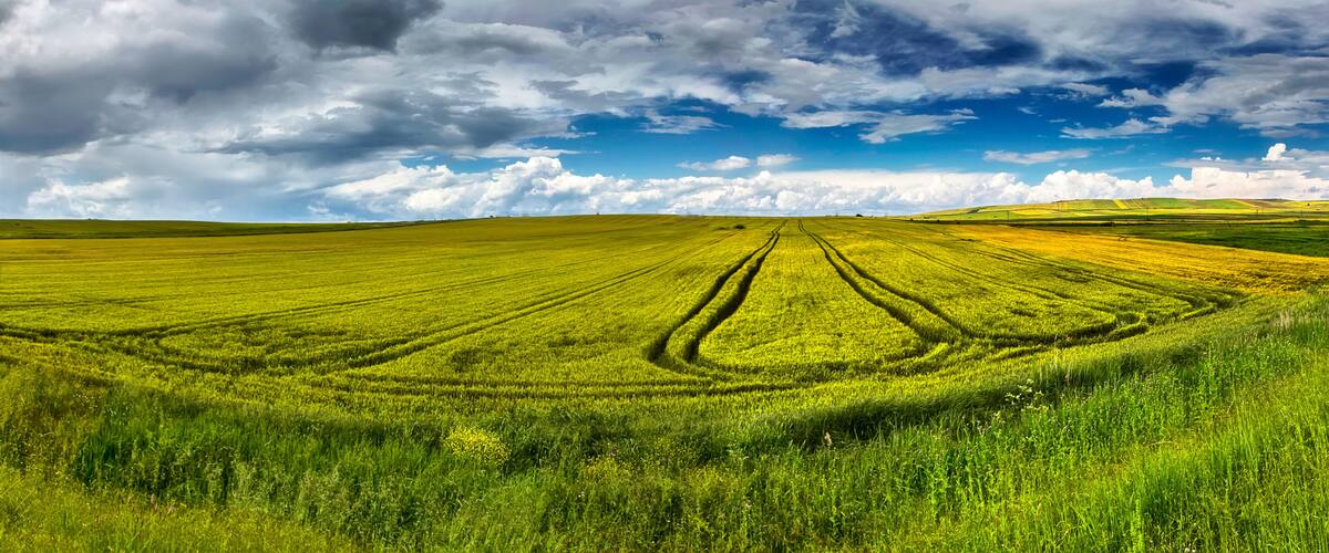 A vast green field with distinct crop patterns under a partly cloudy sky.