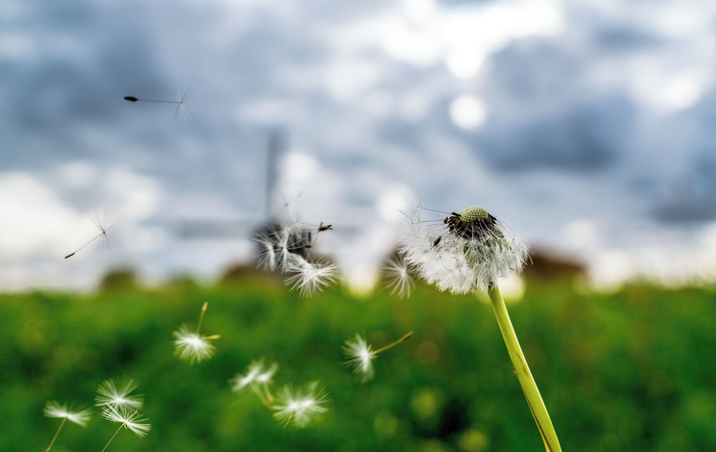 #SpringFun blowing dandelions on a beautiful spring day in Alkmaar with a windmill in the background. This location is very close to the Alkmaar Cheese market and bike paths along a canal. 