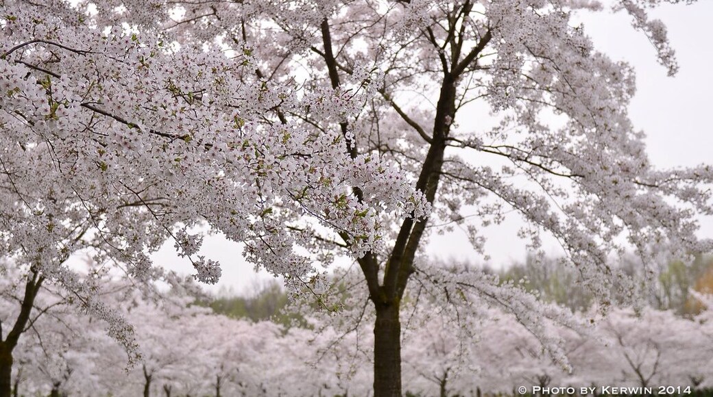 Cherry blossom