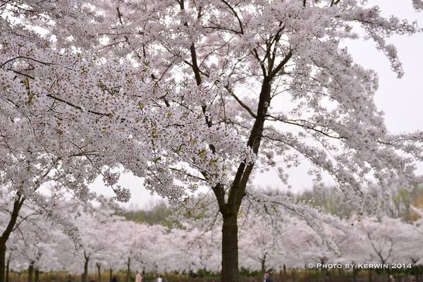 A cherry blossom tree with white flowers.