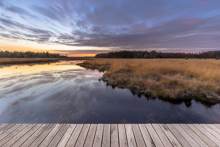 Boardwalk in natural heathland fen
