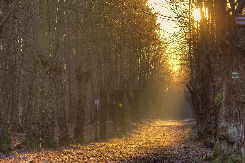 Avenue towards the Bismarck tower in Jena, Germany