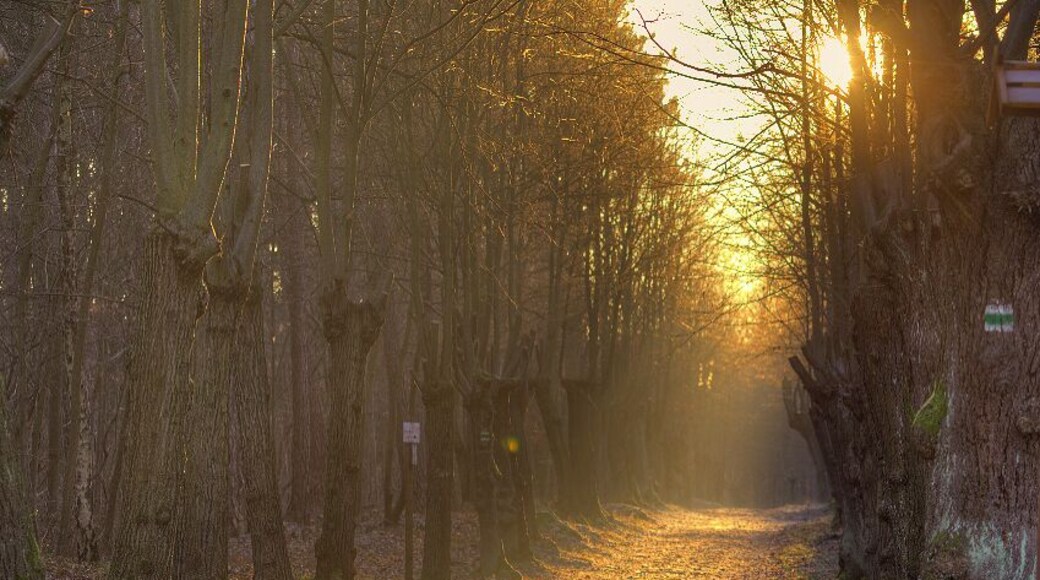 Avenue towards the Bismarck tower in Jena, Germany