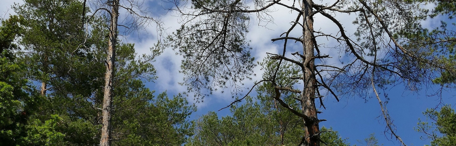 Der hier abgebildete Teil des Leutratales gehört zum Naturschutzgebiet "Leutratal und Cospoth" mit der Thüringen-Nr. 150, zum FFH-Gebiet "Leutratal - Cospoth - Schießplatz Rothenstein" (EU-Nr. 5135-301) und liegt im Landschaftsschutzgebiet "Mittleres Saaletal" mit der Thüringen-Nr. 32. Die steilen Hänge des Tales würden ohne Eingriffe der Naturschützer verbuschen und die kostbaren Orchideenwiesen nach und nach verschwinden.