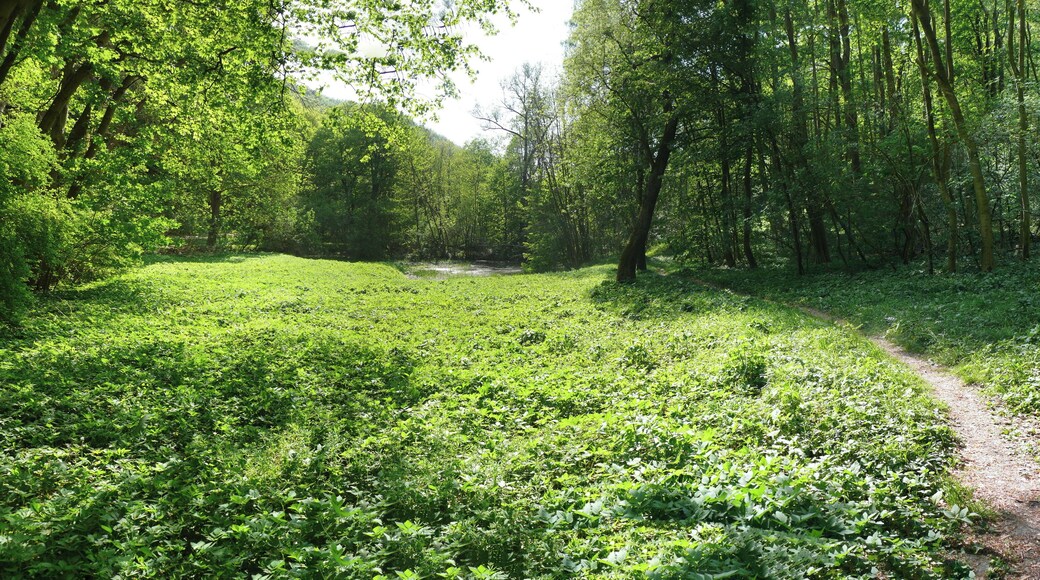 Im mittleren Bildbereich sieht man den Pennickenbach, der vom Fürstenbrunnen gespeist wird. Wenige Meter dahinter fällt das Wasser einen kleinen Wasserfall hinunter. Das Foto ist im Naturschutzgebiet "Kernberge und Wöllmisse" bei Jena entstanden.