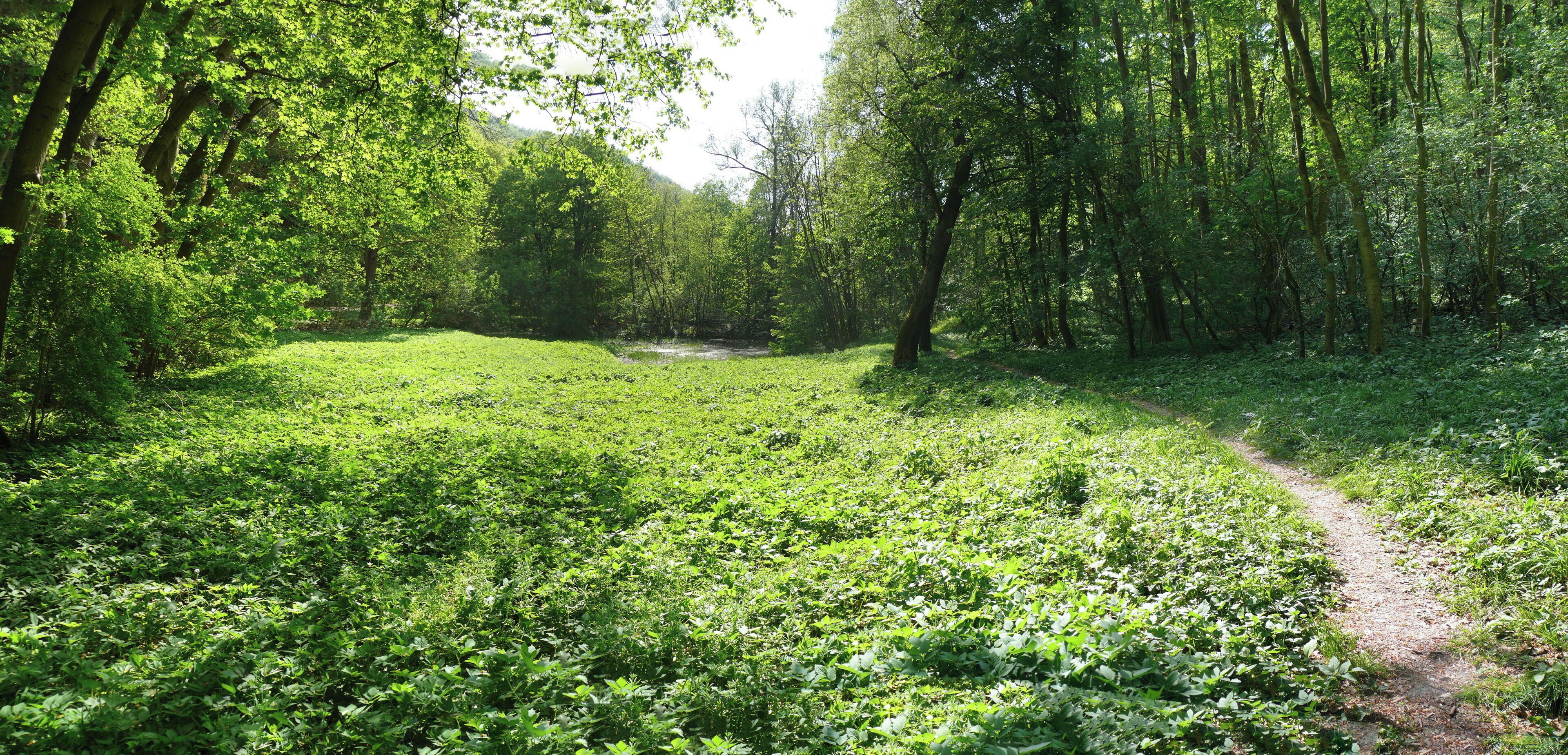 A lush green forest with a dirt path.