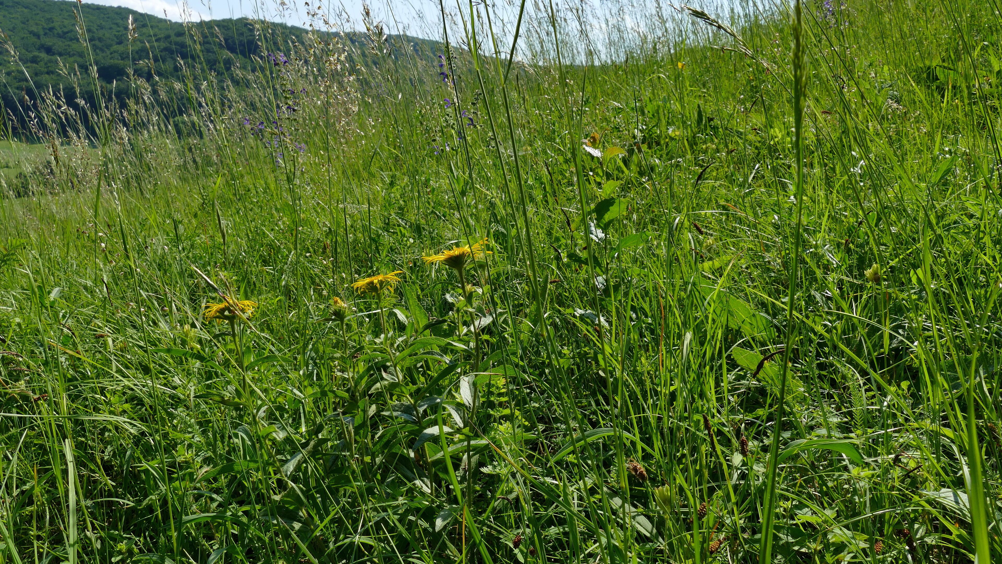 Der hier abgebildete Teil des Leutratales gehört zum Naturschutzgebiet "Leutratal und Cospoth" mit der Thüringen-Nr. 150, zum FFH-Gebiet "Leutratal - Cospoth - Schießplatz Rothenstein" (EU-Nr. 5135-301) und liegt im Landschaftsschutzgebiet "Mittleres Saaletal" mit der Thüringen-Nr. 32. Ende Mai blüht auf den Wiesenhängen der Klebrige Alant (Dittrichia graveolens).