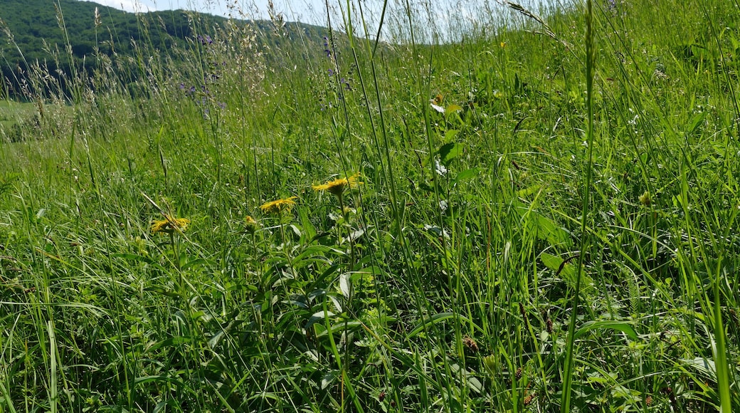 Der hier abgebildete Teil des Leutratales gehört zum Naturschutzgebiet "Leutratal und Cospoth" mit der Thüringen-Nr. 150, zum FFH-Gebiet "Leutratal - Cospoth - Schießplatz Rothenstein" (EU-Nr. 5135-301) und liegt im Landschaftsschutzgebiet "Mittleres Saaletal" mit der Thüringen-Nr. 32. Ende Mai blüht auf den Wiesenhängen der Klebrige Alant (Dittrichia graveolens).