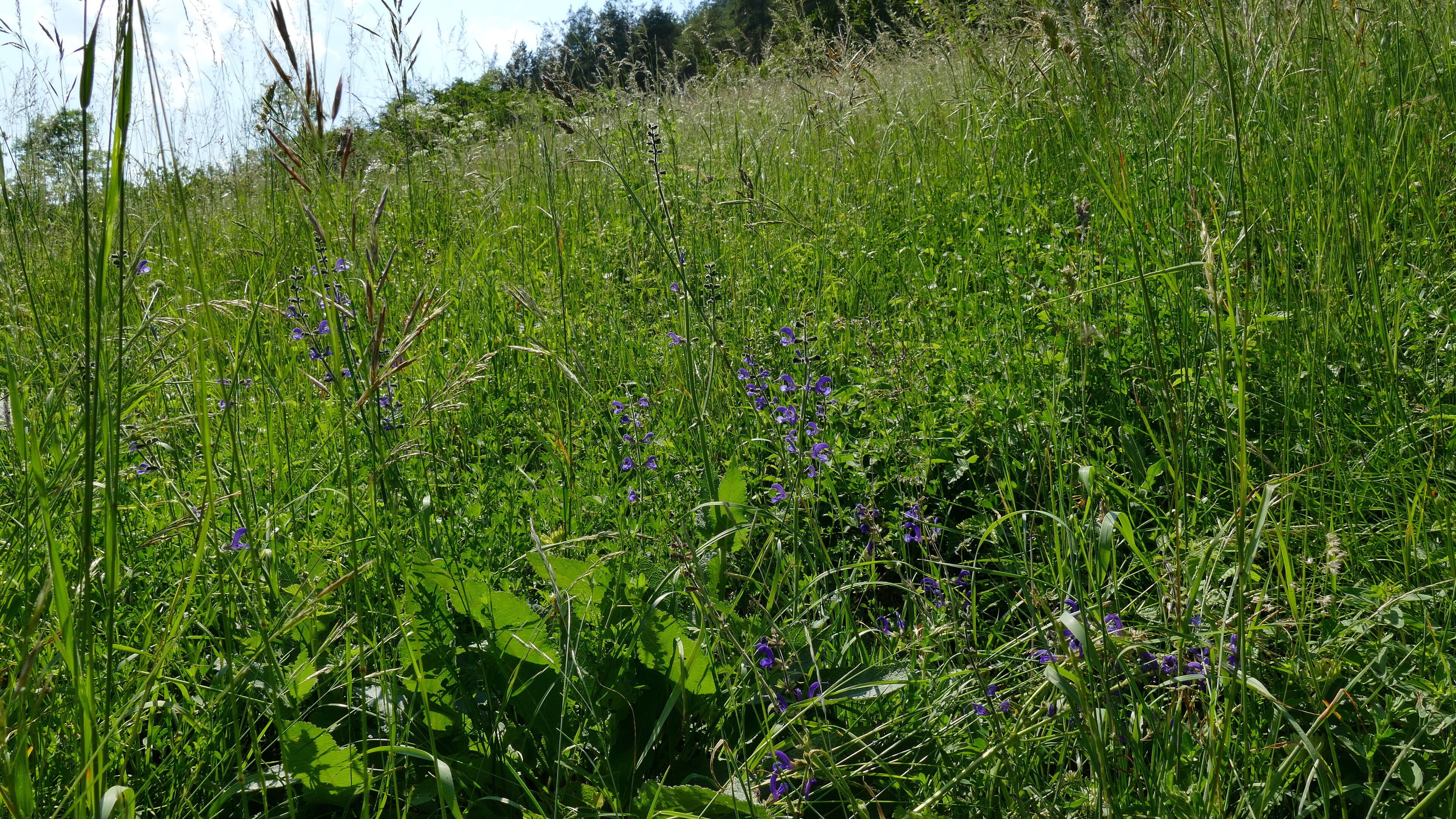 Der hier abgebildete Teil des Leutratales gehört zum Naturschutzgebiet "Leutratal und Cospoth" mit der Thüringen-Nr. 150, zum FFH-Gebiet "Leutratal - Cospoth - Schießplatz Rothenstein" (EU-Nr. 5135-301) und liegt im Landschaftsschutzgebiet "Mittleres Saaletal" mit der Thüringen-Nr. 32. Ende Mai blüht auf den Wiesenhängen der Wiesen-Salbei (Salvia pratensis).