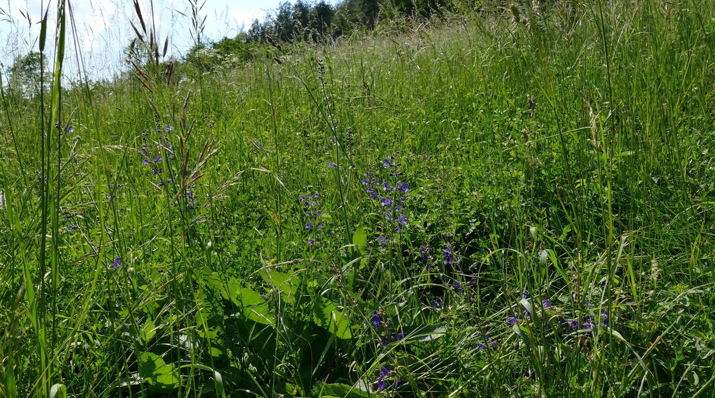 Der hier abgebildete Teil des Leutratales gehört zum Naturschutzgebiet "Leutratal und Cospoth" mit der Thüringen-Nr. 150, zum FFH-Gebiet "Leutratal - Cospoth - Schießplatz Rothenstein" (EU-Nr. 5135-301) und liegt im Landschaftsschutzgebiet "Mittleres Saaletal" mit der Thüringen-Nr. 32. Ende Mai blüht auf den Wiesenhängen der Wiesen-Salbei (Salvia pratensis).