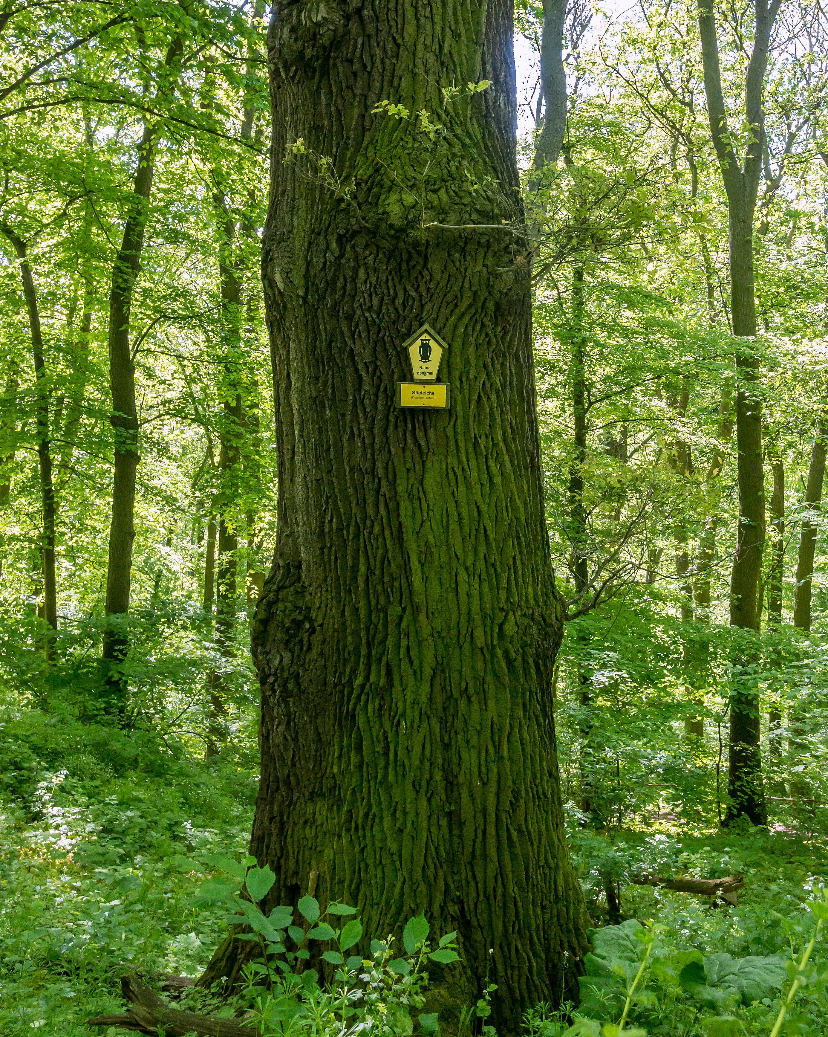 Stieleiche Doc.-Nr. 1958-01 Closewitz III