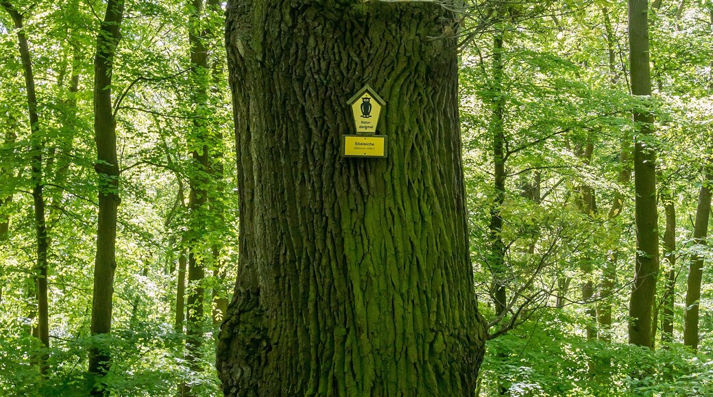 Stieleiche Doc.-Nr. 1958-01 Closewitz III