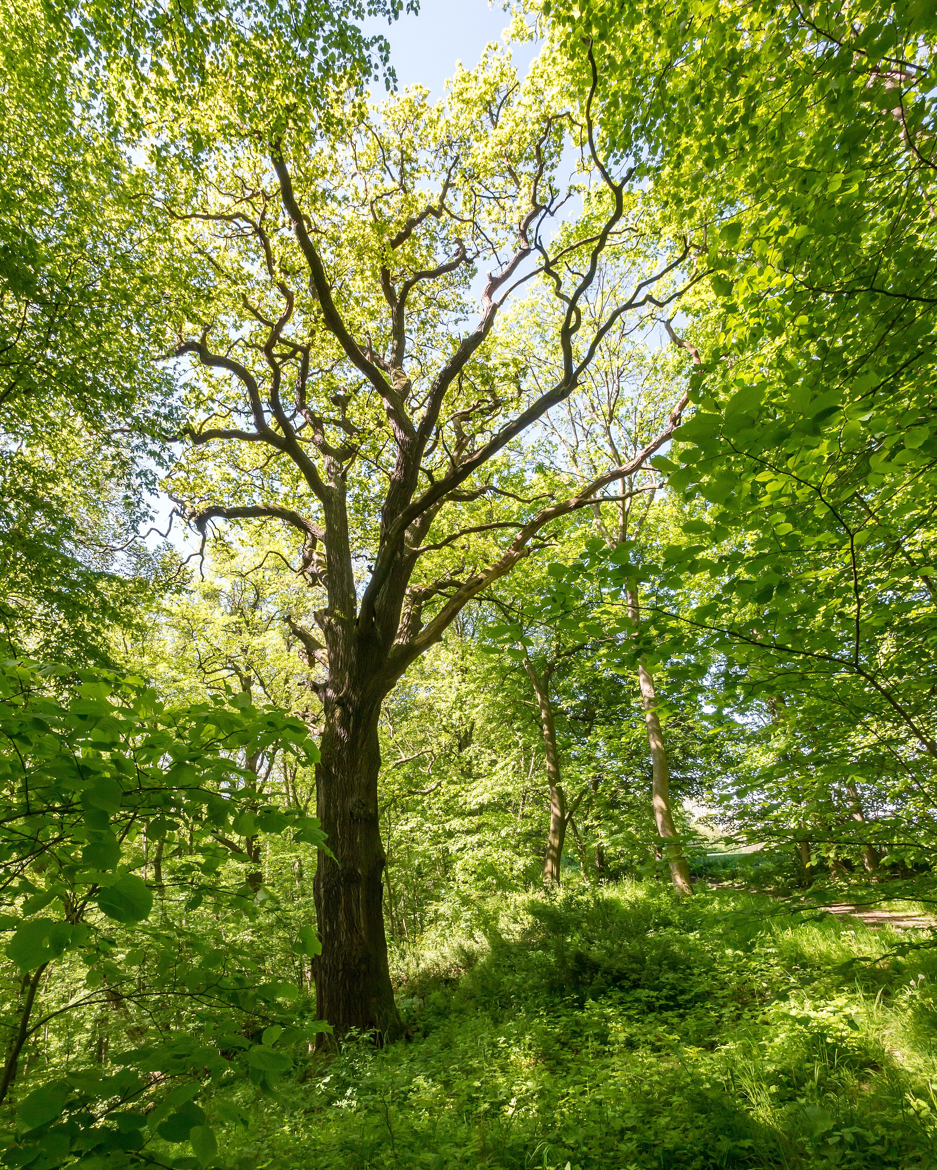 Stieleiche Doc.-Nr. 1958-01 Closewitz I