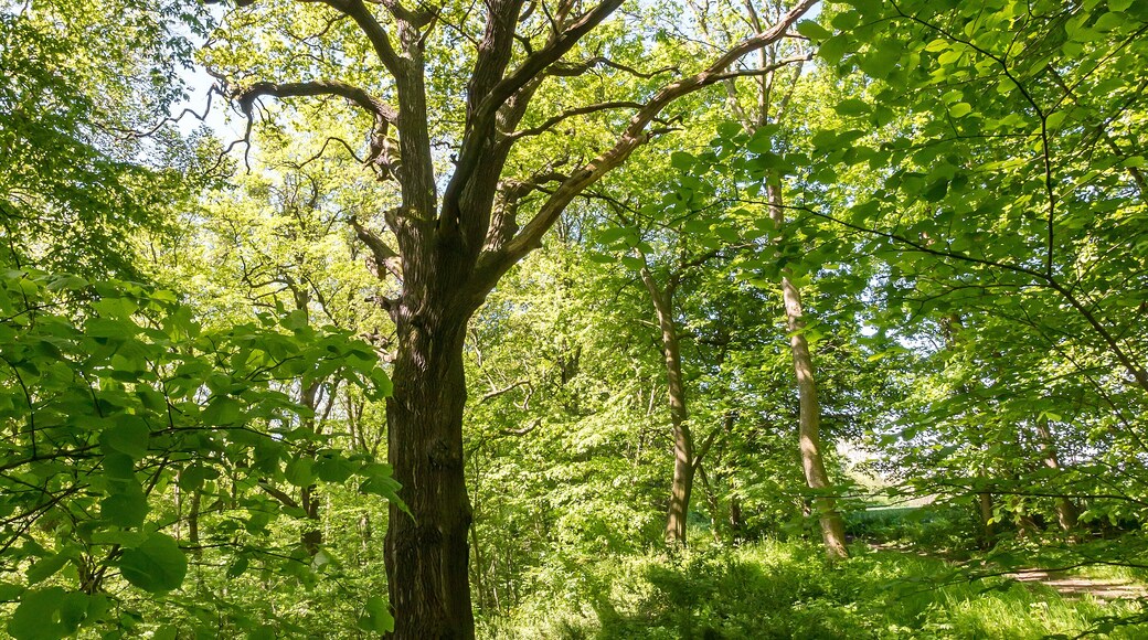 Stieleiche Doc.-Nr. 1958-01 Closewitz I