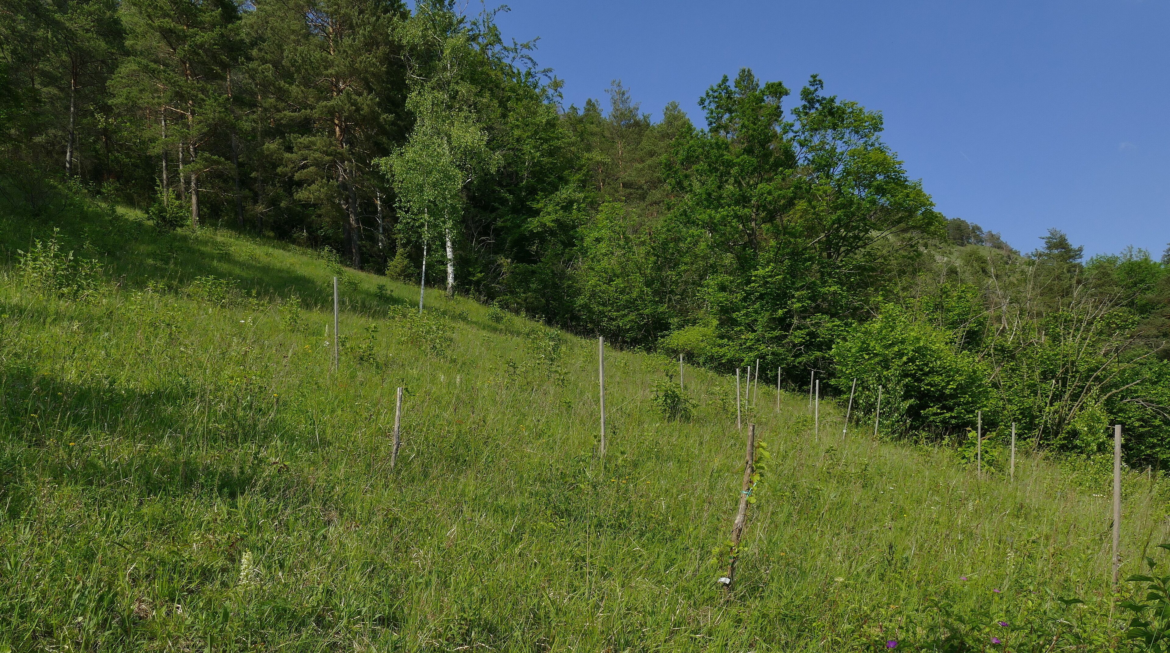 A grassy hillside with trees and a clear blue sky.