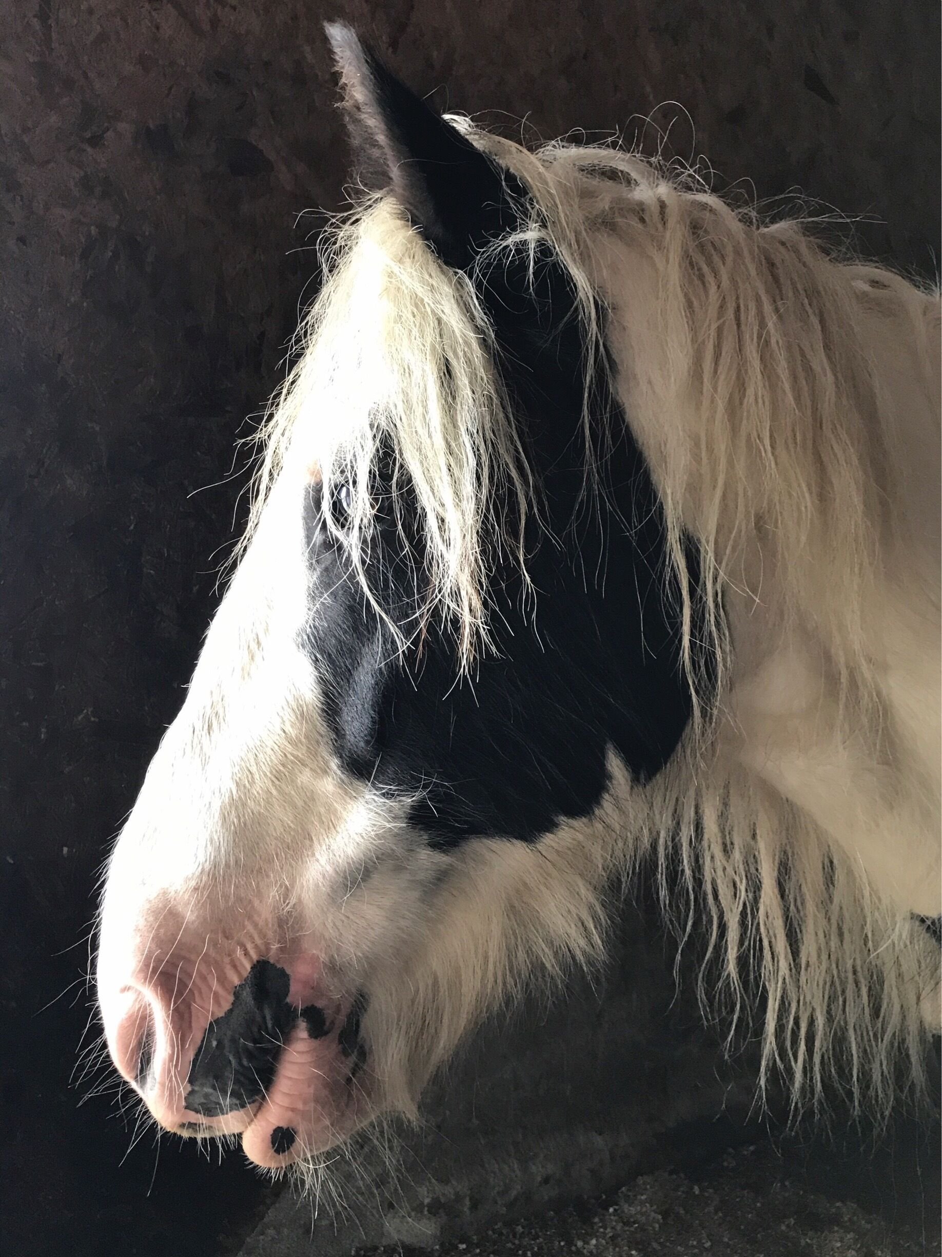 Horseback riding through the Irish country side is powerfully peaceful. It feels like home.