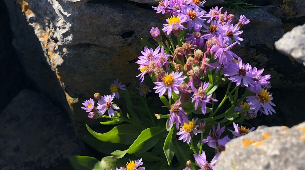 This is a ten kilometer or so drive along the west coast of Ireland. The geography is unbelievable. Rocky cliff-sides to one side, mountains and hillsides to the other. It’s also not too far from the Cliffs of Moher. #Ireland #WildAtlanticWay