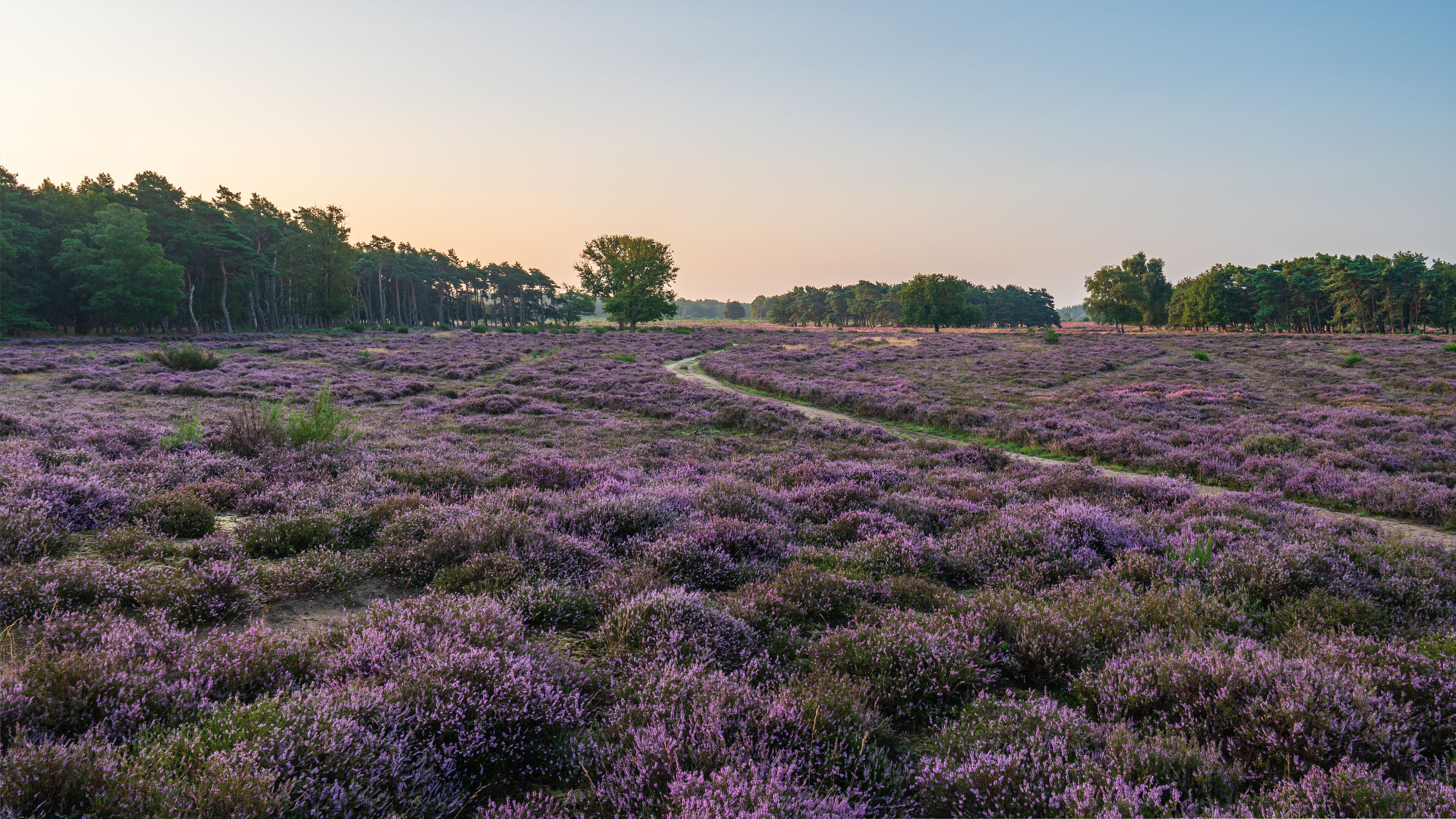 blooming heather, sunset, dutch landscape, purple, idyllic, landscape, nature, heathland, red sky, tree, no persons, Hilversum, heath, tourist, summer, hiking, Netherlands, Holland, summer evening, su
