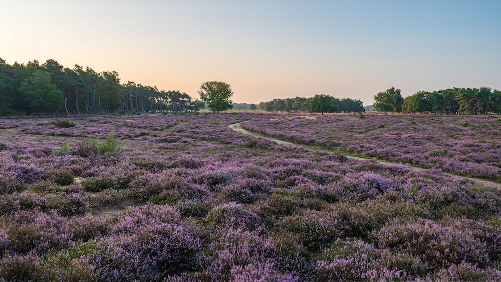 blooming heather, sunset, dutch landscape, purple, idyllic, landscape, nature, heathland, red sky, tree, no persons, Hilversum, heath, tourist, summer, hiking, Netherlands, Holland, summer evening, su