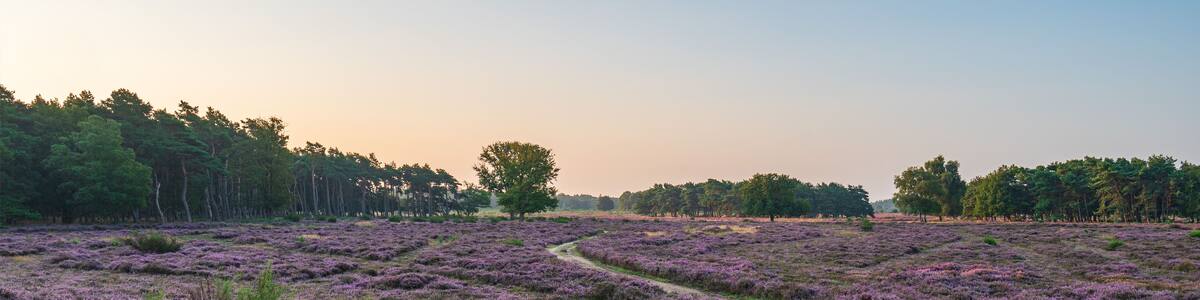 blooming heather, sunset, dutch landscape, purple, idyllic, landscape, nature, heathland, red sky, tree, no persons, Hilversum, heath, tourist, summer, hiking, Netherlands, Holland, summer evening, su