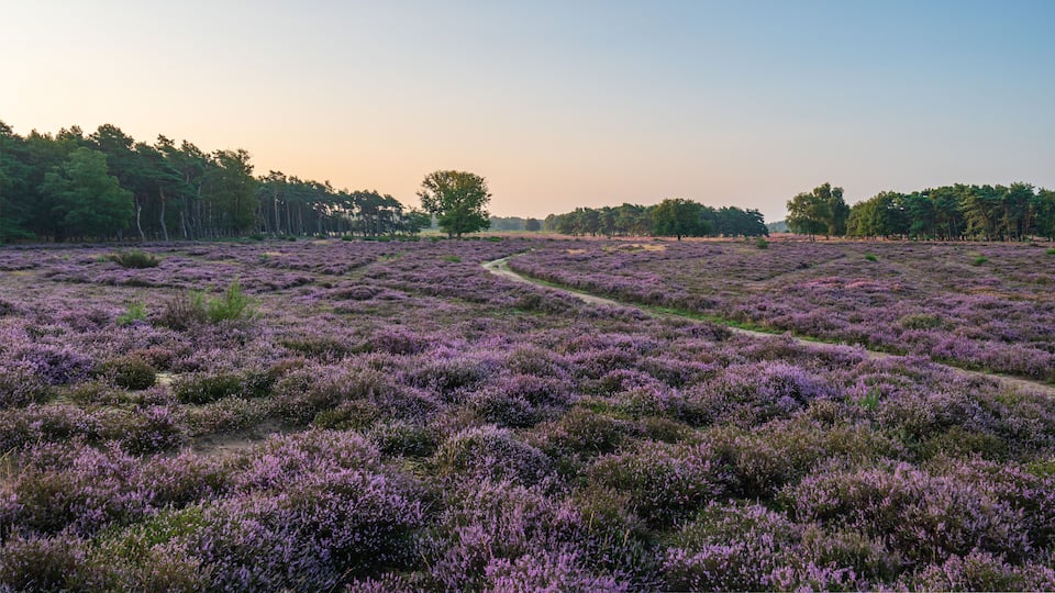 A vast heather field with a winding path.